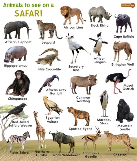 African Animals