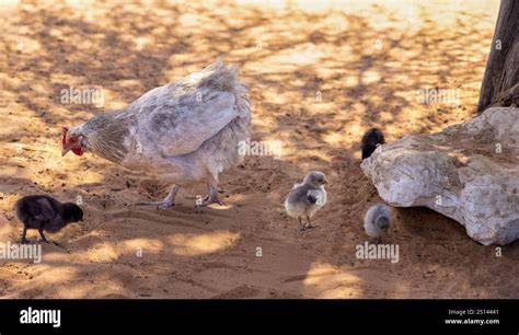african chicks nude