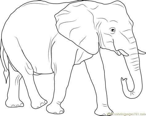 African Elephants Coloring Pages Getcoloringpages Org African Elephant Coloring Page - African Elephant Coloring Page