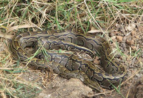 African Python In Florida