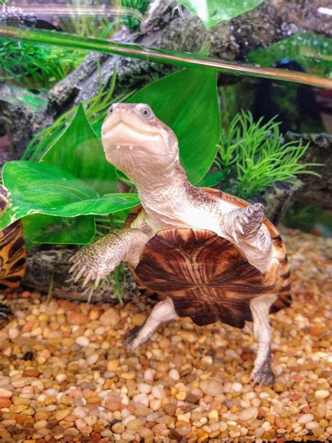African Sideneck Turtle