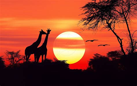 African Sunset Wallpapers   African Sunset 1 4 Live Wallpaper For Android - African Sunset Wallpapers