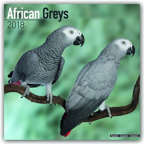 Download African Grey Calendar African Grey Parrot Calendar Parrot Calendar Calendars 2017 2018 Wall Calendars Bird Calendars Monthly Wall Calendar By Avonside 