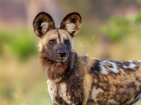 afrikaanse wilde honden