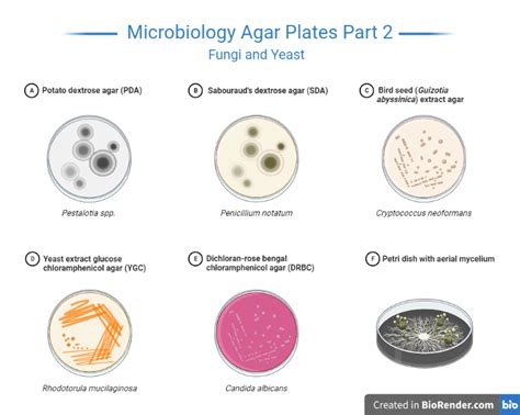 Agar Is An Important Component Of Media Because