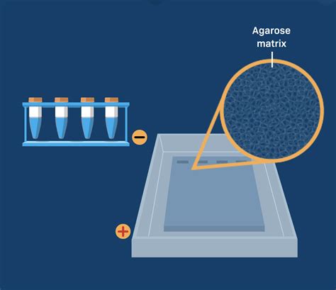 Agarose Polymer