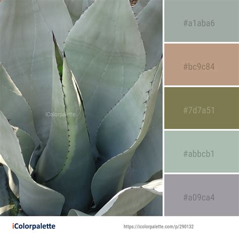 agave color