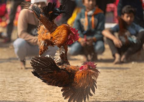 Agen Sabung Ayam Sv388 - Situs Judi Ayam Bangkok Online