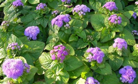 ageratum houstonianum height
