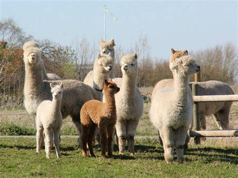 agerors gard falkenberg