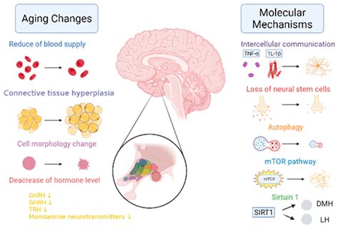 Aging Changes In Organs Tissues And Cells Medlineplus