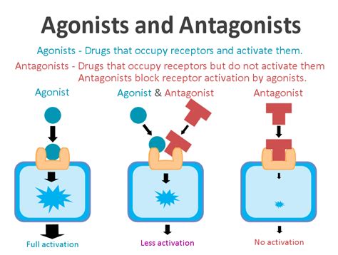 Agonists Bind To And Antagonists Bind To