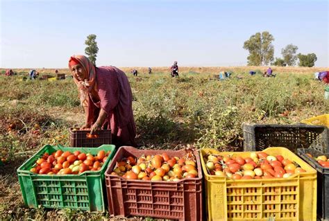 Read Online Agri Food In Tunisia Anima Investment Network 