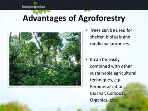 Full Download Agroforestry Addressing Social And Environmental Issues In 