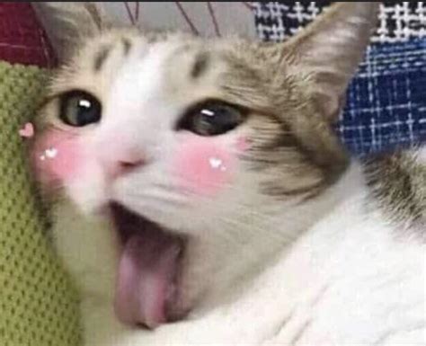 Ahegao Cat