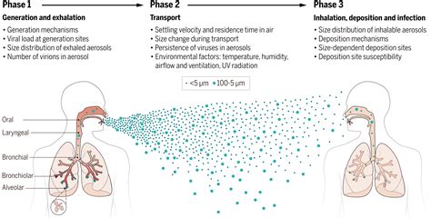 Airborne Transmission Of Respiratory Viruses Science Science Air - Science Air