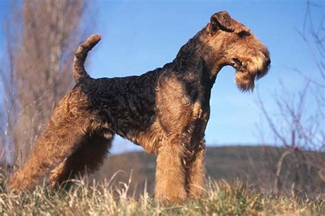 Airedale Terrier Group