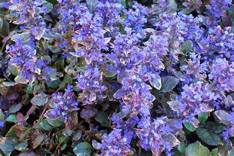 ajuga | Ajuga reptans Tanaman Invasif Socfindo Conservation Seimbang