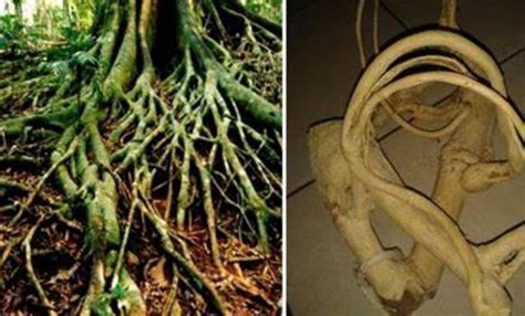 akar mimang | Akar Mimang Solusi Terbaik untuk Kesehatan Anda