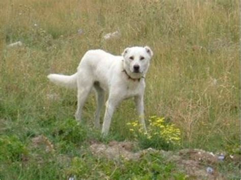 Akbash Shepherd Dog