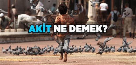 Akit Ne Demek