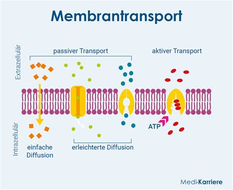 aktiver oder passiver schwuler