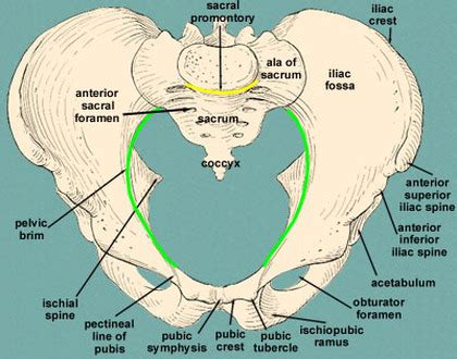 Ala Of Sacrum