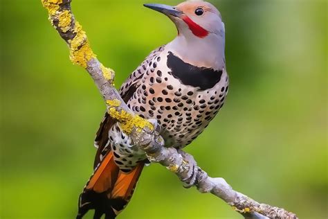 alabama bird