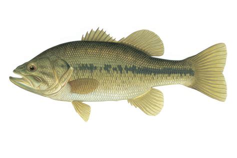 alabama fish