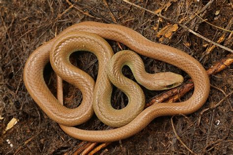 alabama snakes