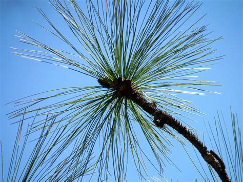 alabama state tree