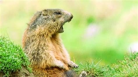 Alan Alan Alan Animals