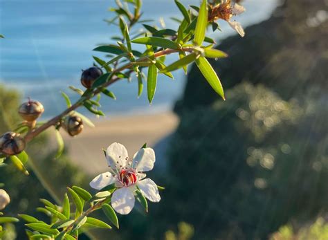 alanya manuka 