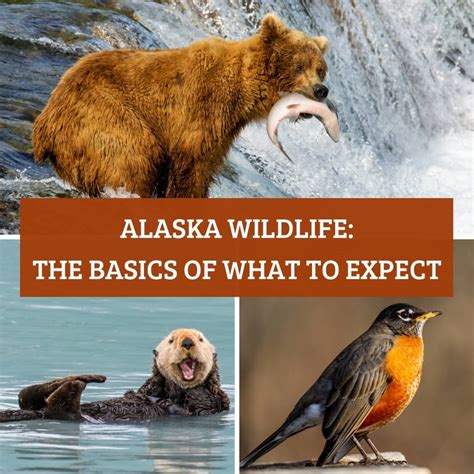 alaska animals