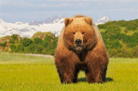 alaska bear