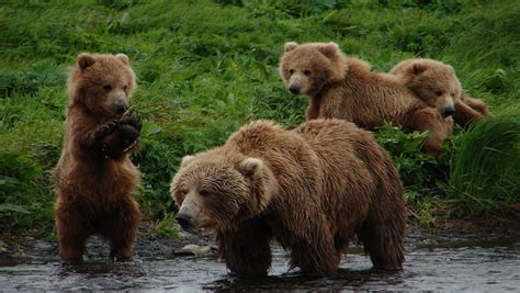 alaska bears