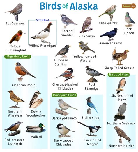 alaska birds