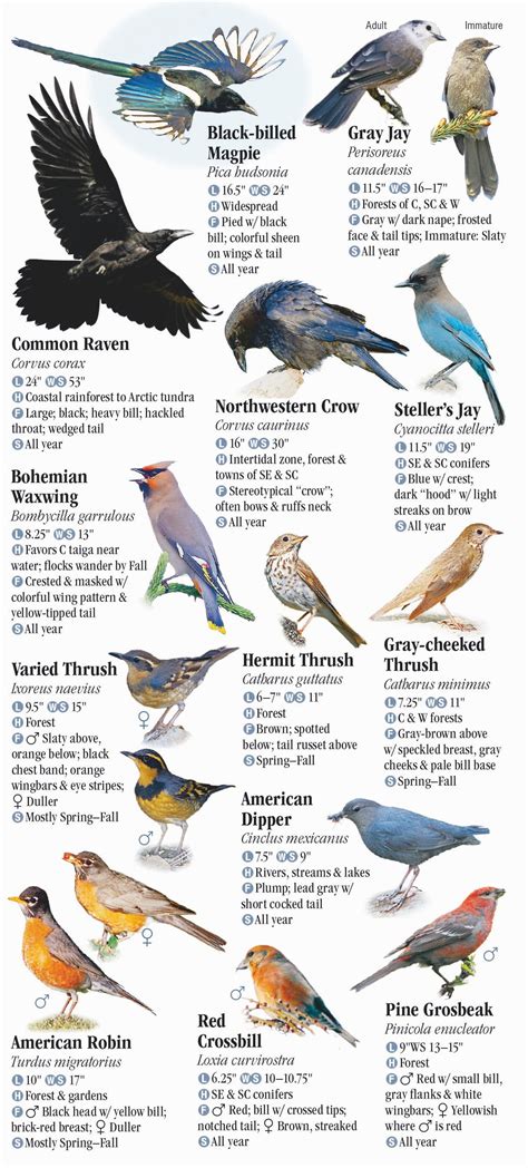 Alaska Birds Pictures And Bird Identification Tips Alaska State Bird Coloring Page - Alaska State Bird Coloring Page