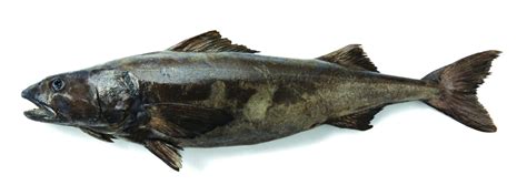 alaska black cod