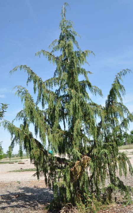 alaska cedar