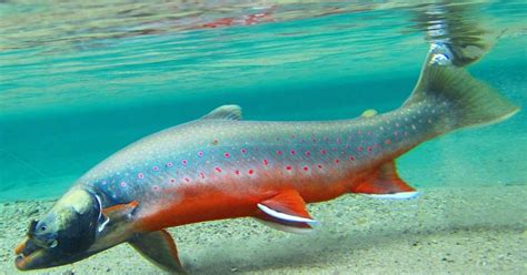 alaska fish