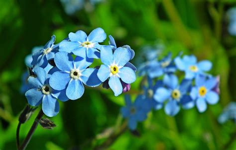 alaska flower