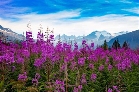 alaska flowers