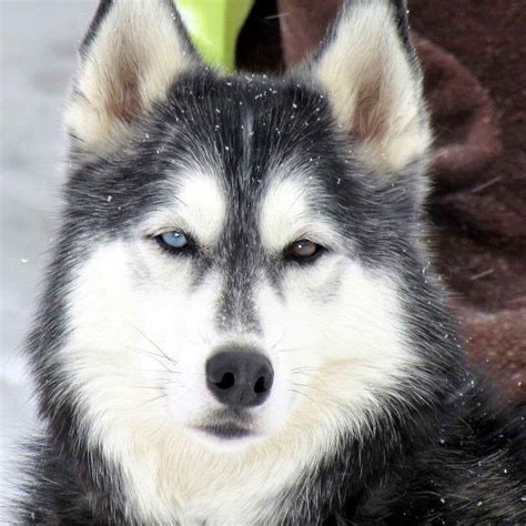 alaska husky