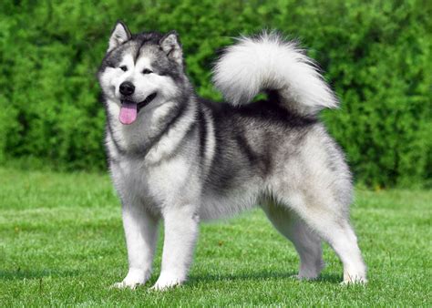 alaska malamute