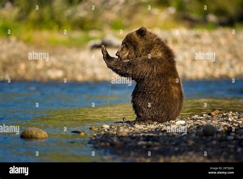 alaska peninsula