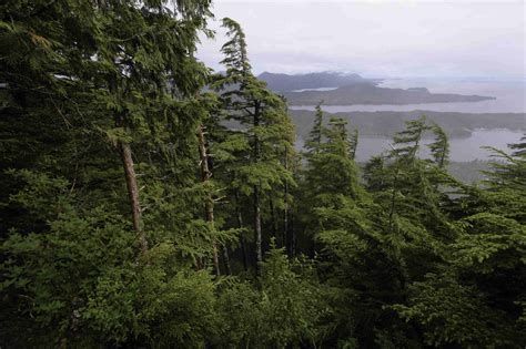 alaska rainforest