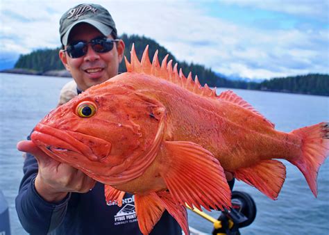 alaska rockfish