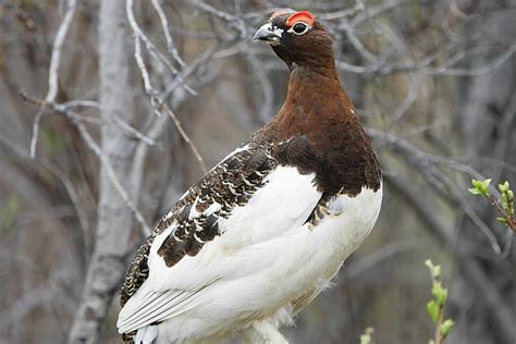 alaska state bird