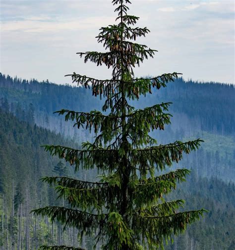 alaska trees